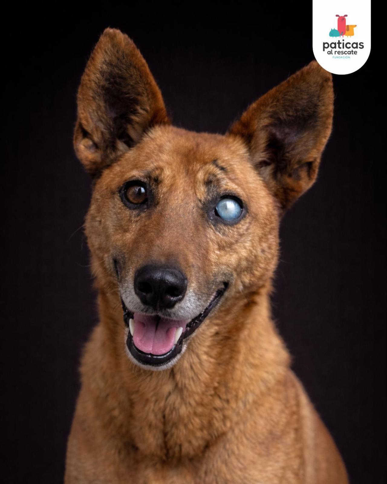 ADOPTA A HÉRCULES_6