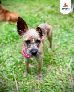 Adopta a Shenzi_15