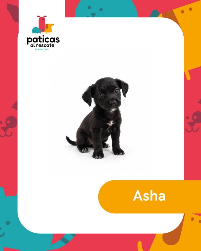 ADOPTA A ASHA_1