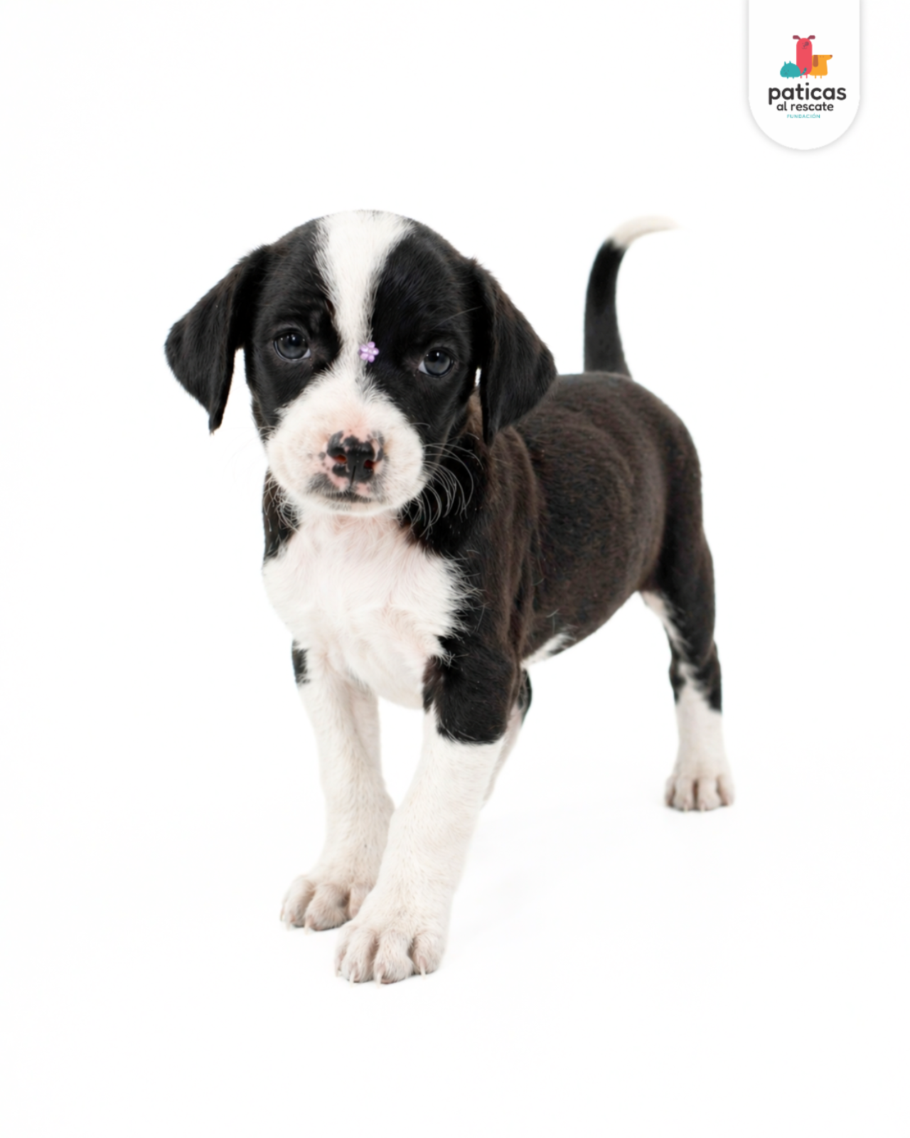 ADOPTA A CARBONARA_10