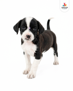 ADOPTA A CARBONARA_10