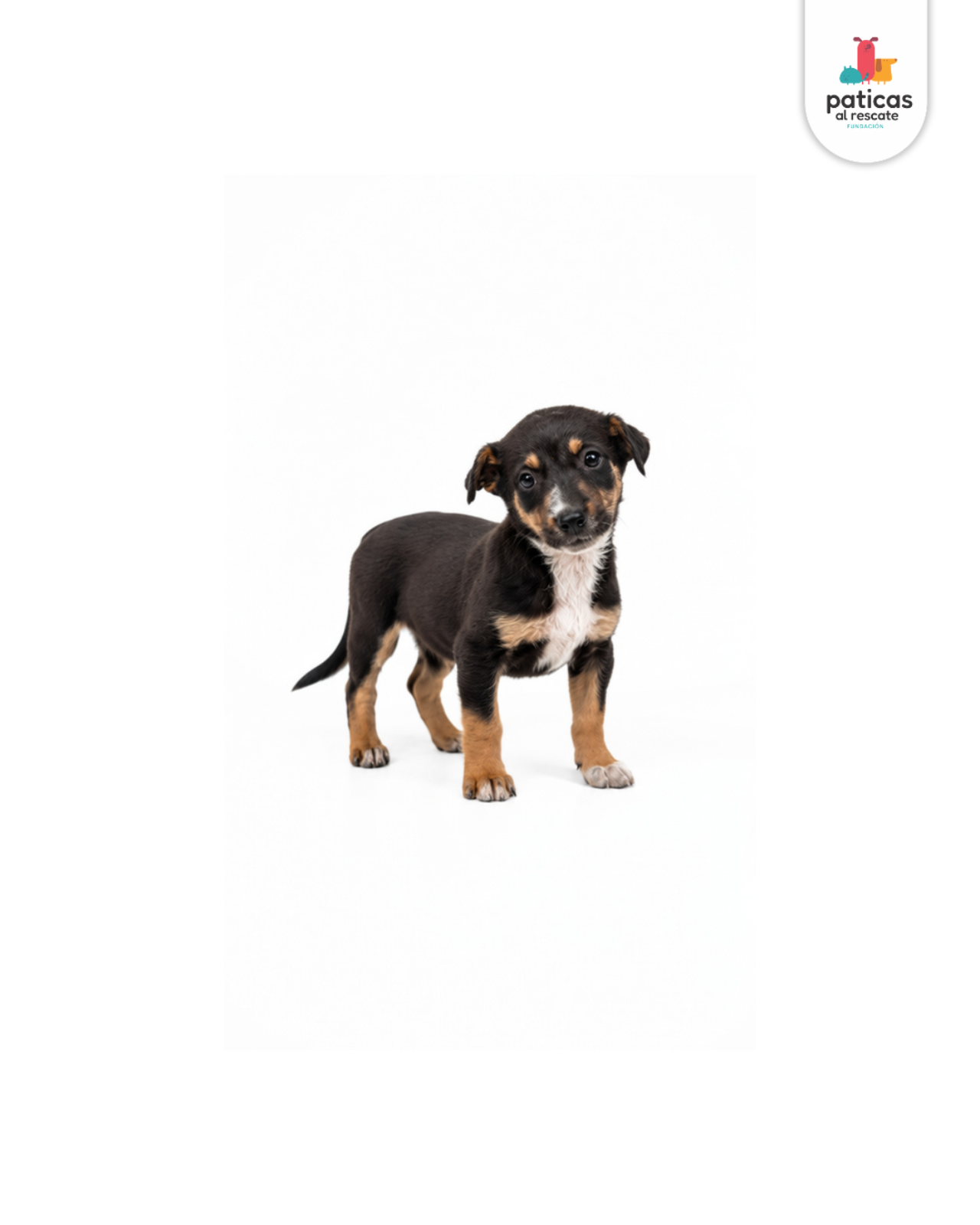 ADOPTA A VERBENA_1