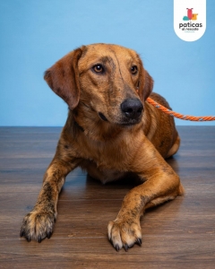 ADOPTA A TAMMY_2