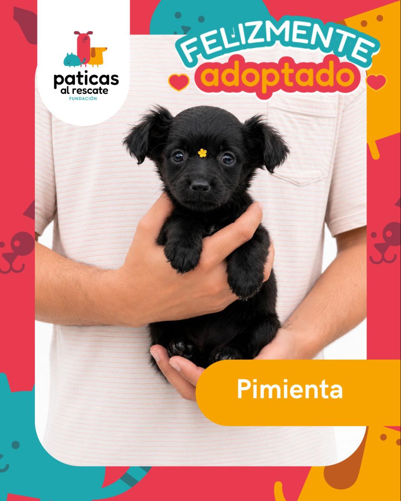 ADOPTA A PIMIENTA_1