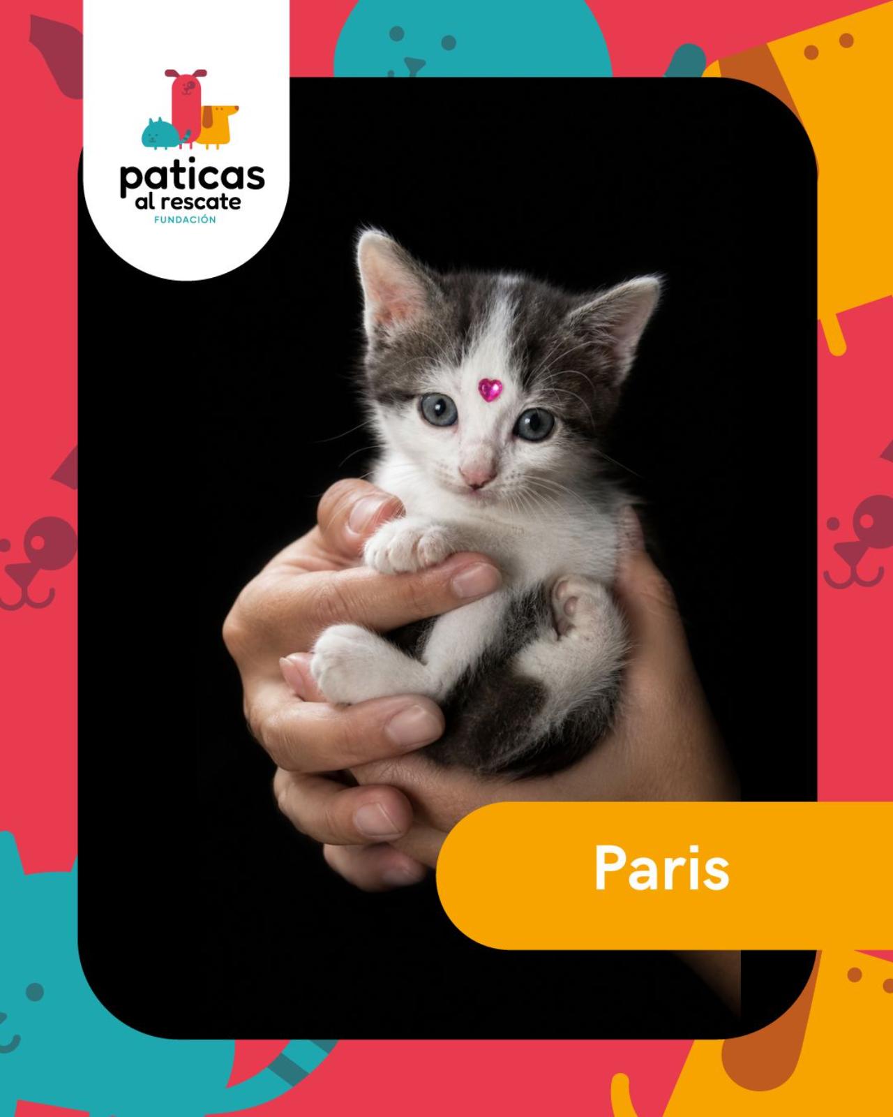 ADOPTA A PARÍS_1