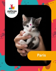 ADOPTA A PARÍS_1