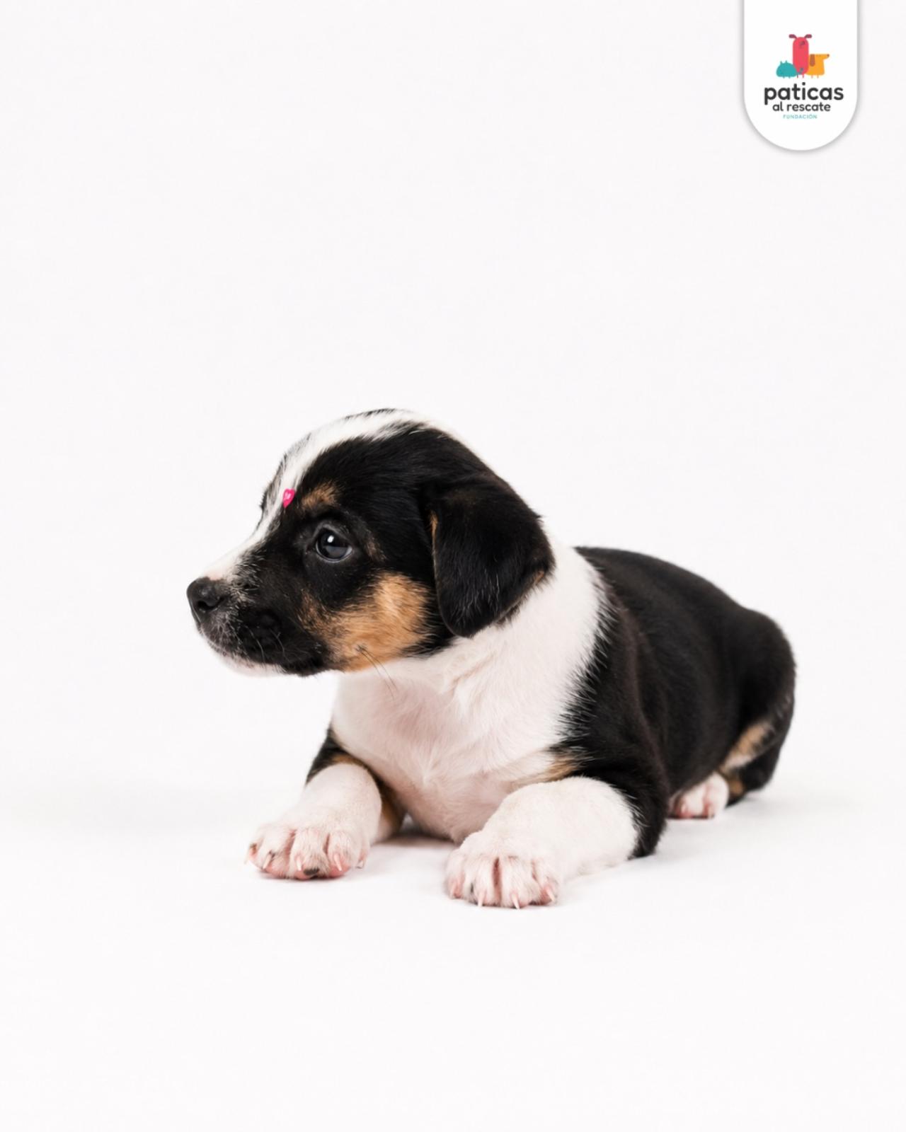 ADOPTA A MILAGROS_8