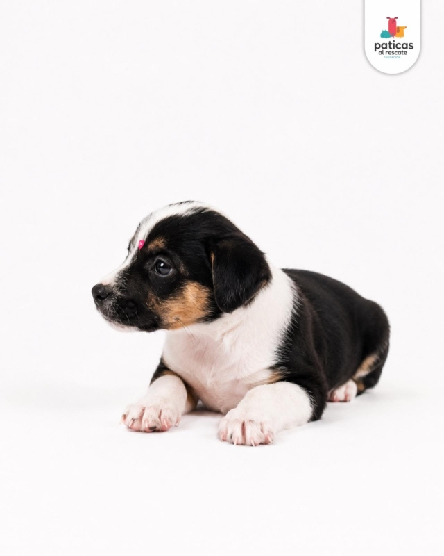 ADOPTA A MILAGROS_8