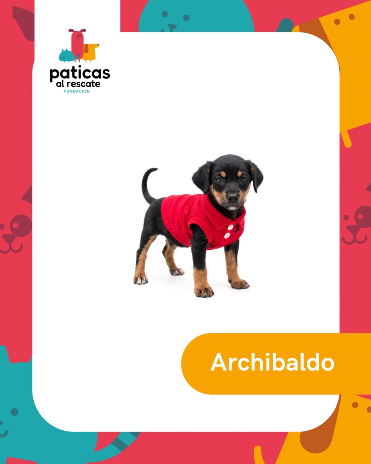 ADOPTA A ARCHIBALDO_1