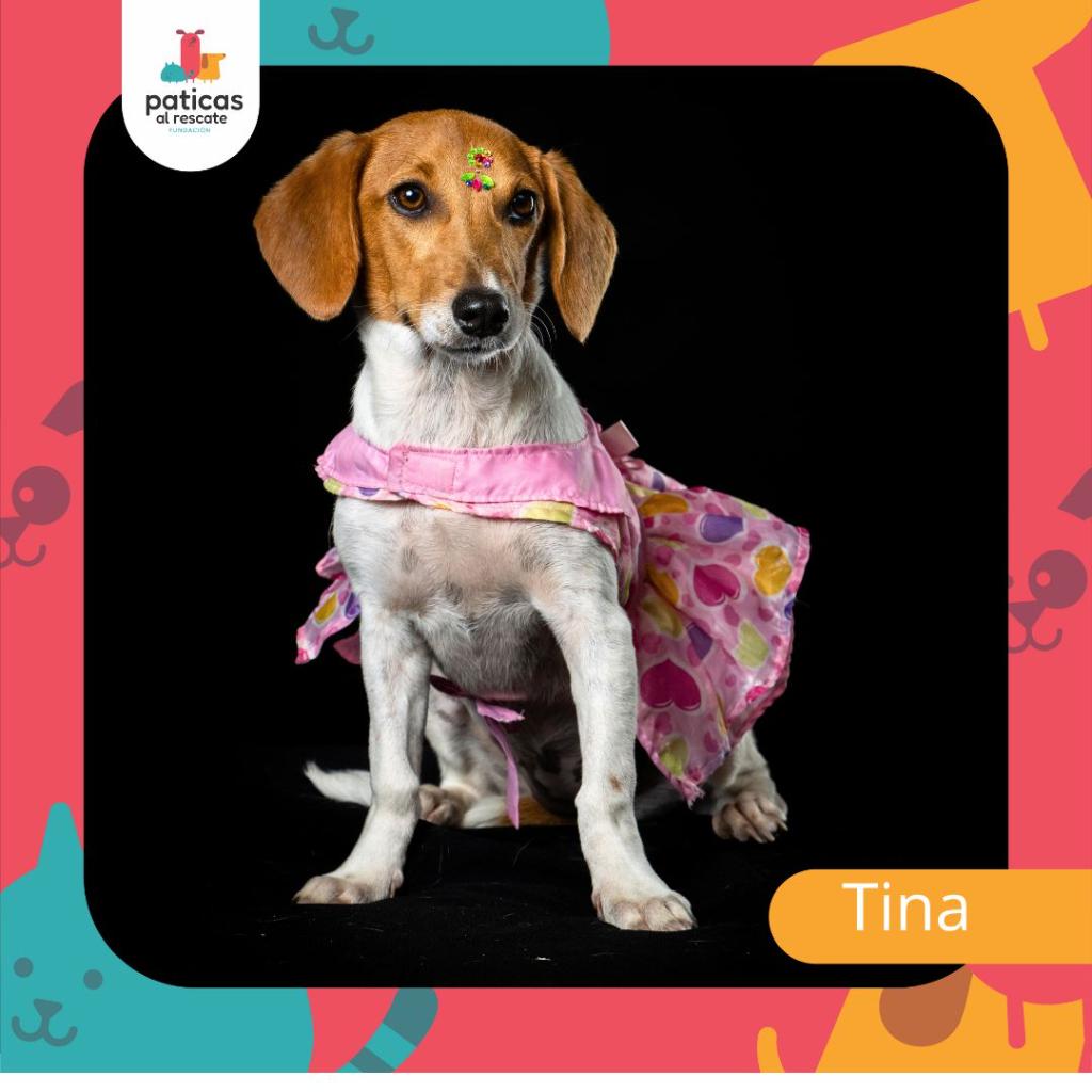 ADOPTA A TINA_1