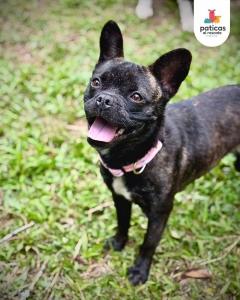 Adopta a Lila_3