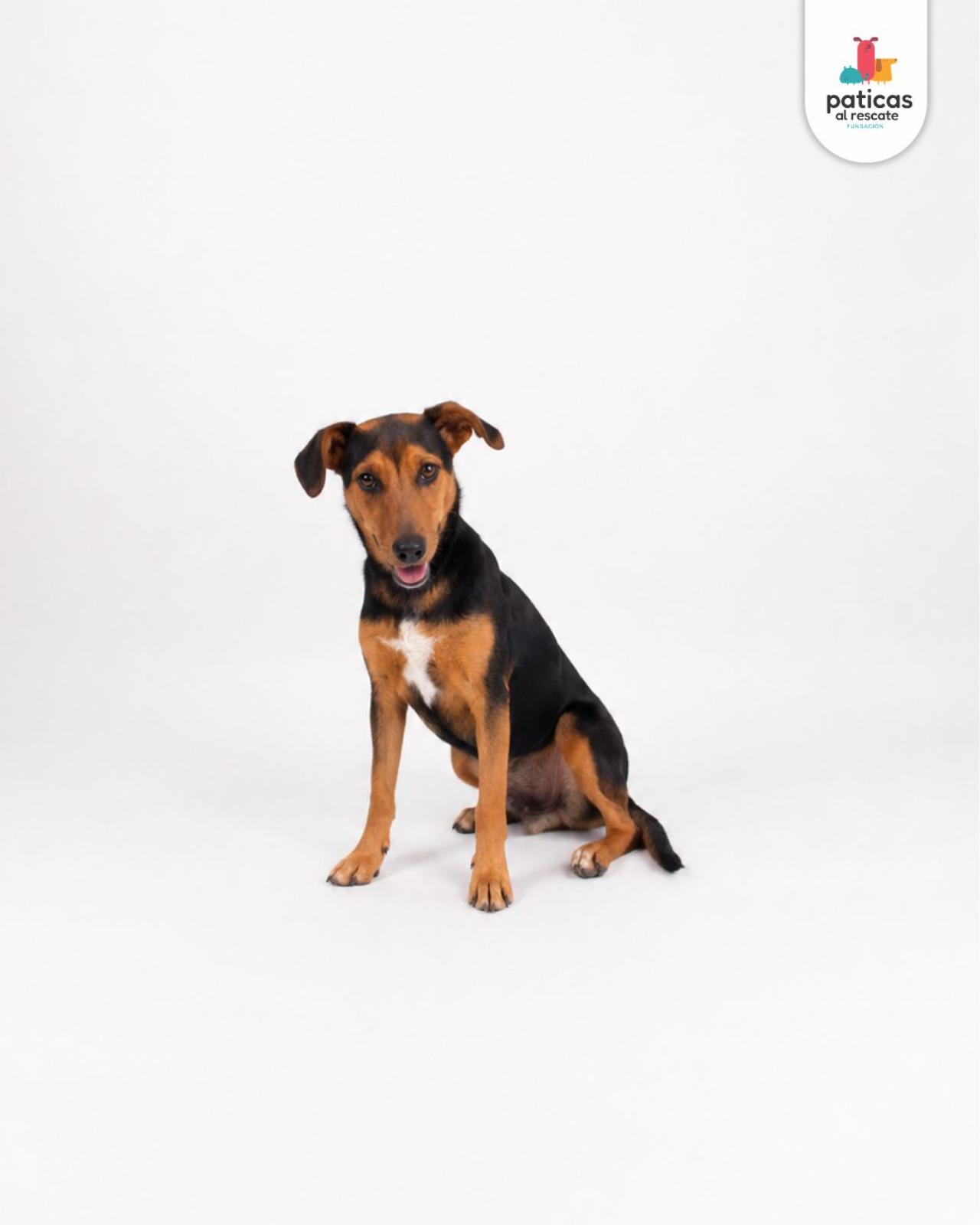 ADOPTA A FRIDA_2