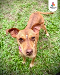 Adopta a Sarita_6