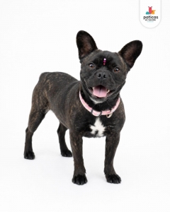 ADOPTA A LILA_3