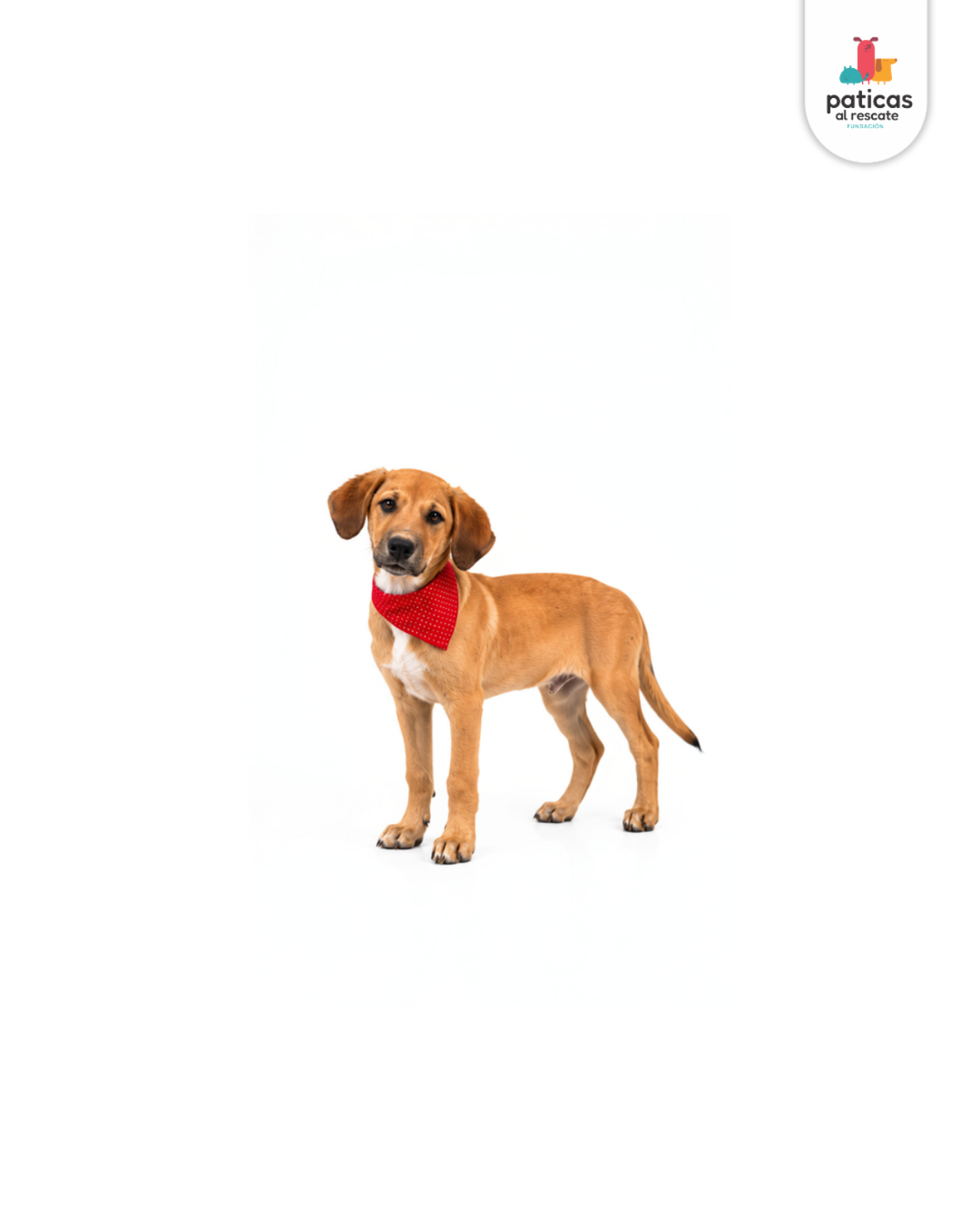 ADOPTA A SALOMÓN_4