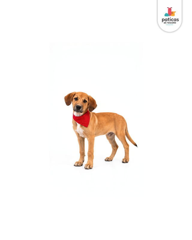 ADOPTA A SALOMÓN_4