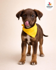 ADOPTA A ROMERITO_4