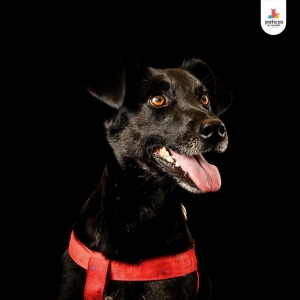 Adopta a Carboncito_3
