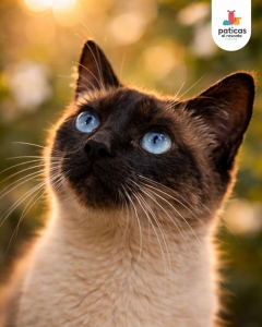 Adopta a Talita_7