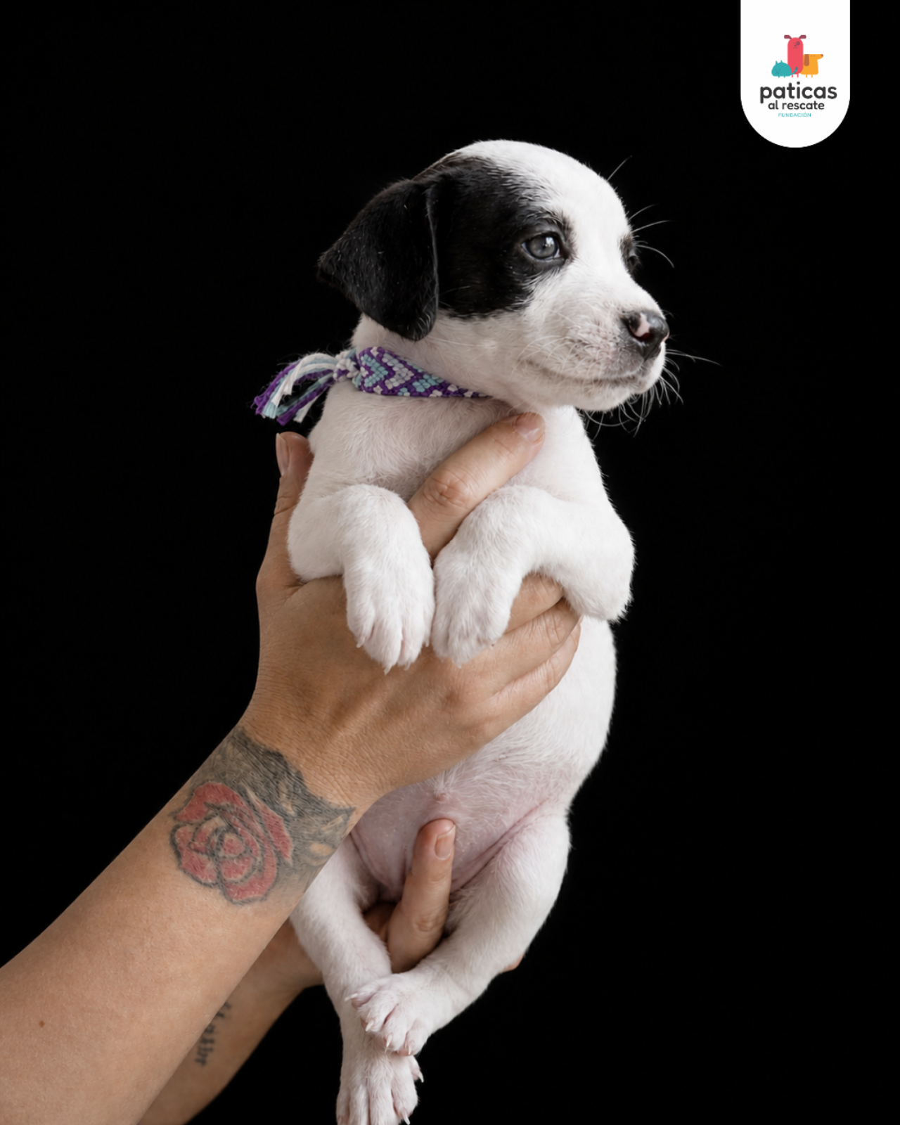 ADOPTA A ALFREDO_8
