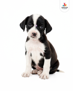 ADOPTA A CARBONARA_8