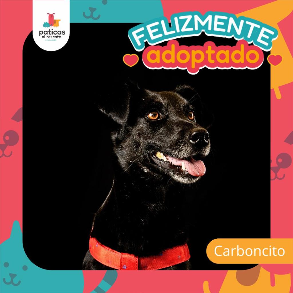Adopta a Carboncito - Paticas al Rescate