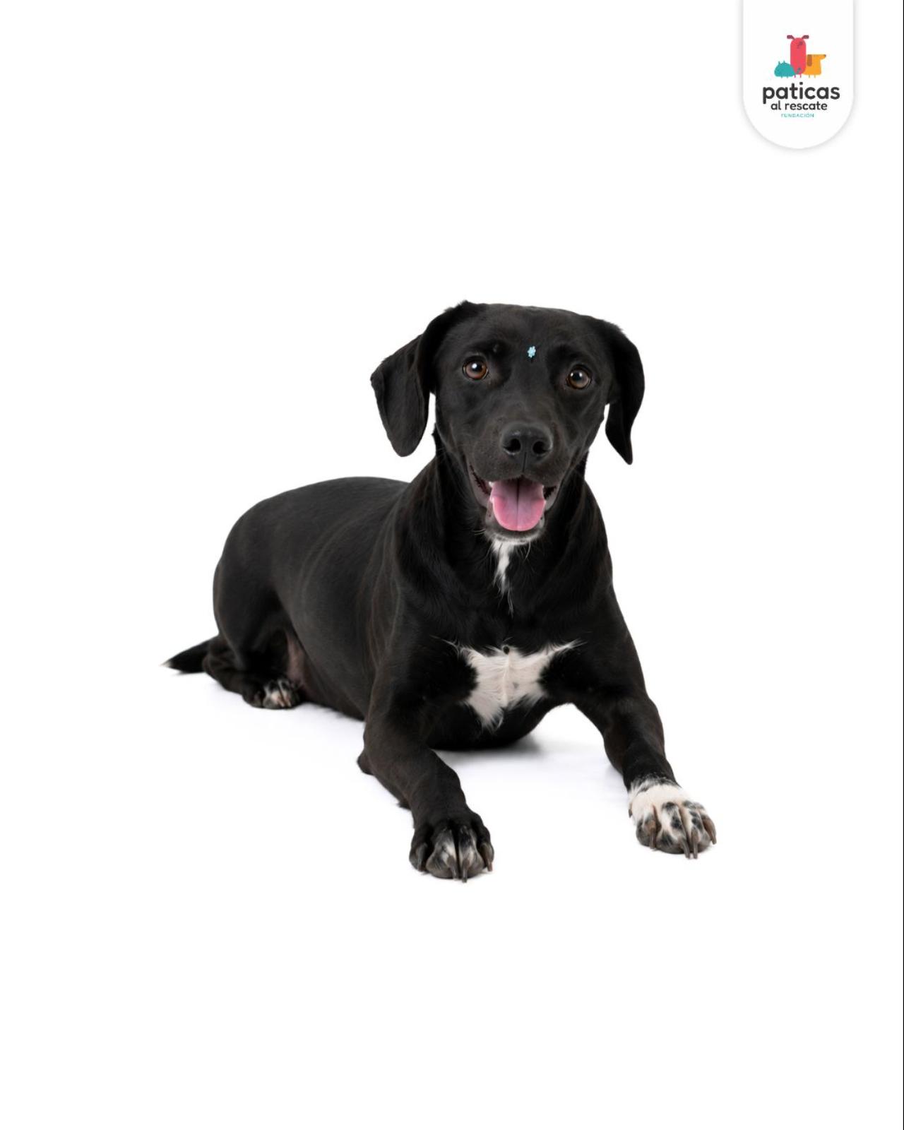 ADOPTA A AMATRICIANA_3