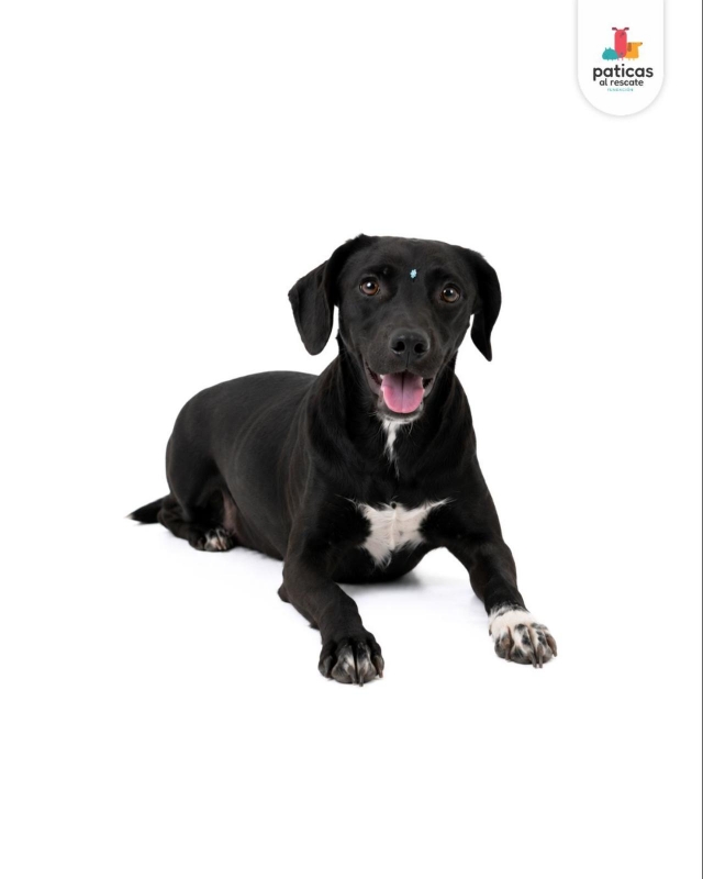ADOPTA A AMATRICIANA_3