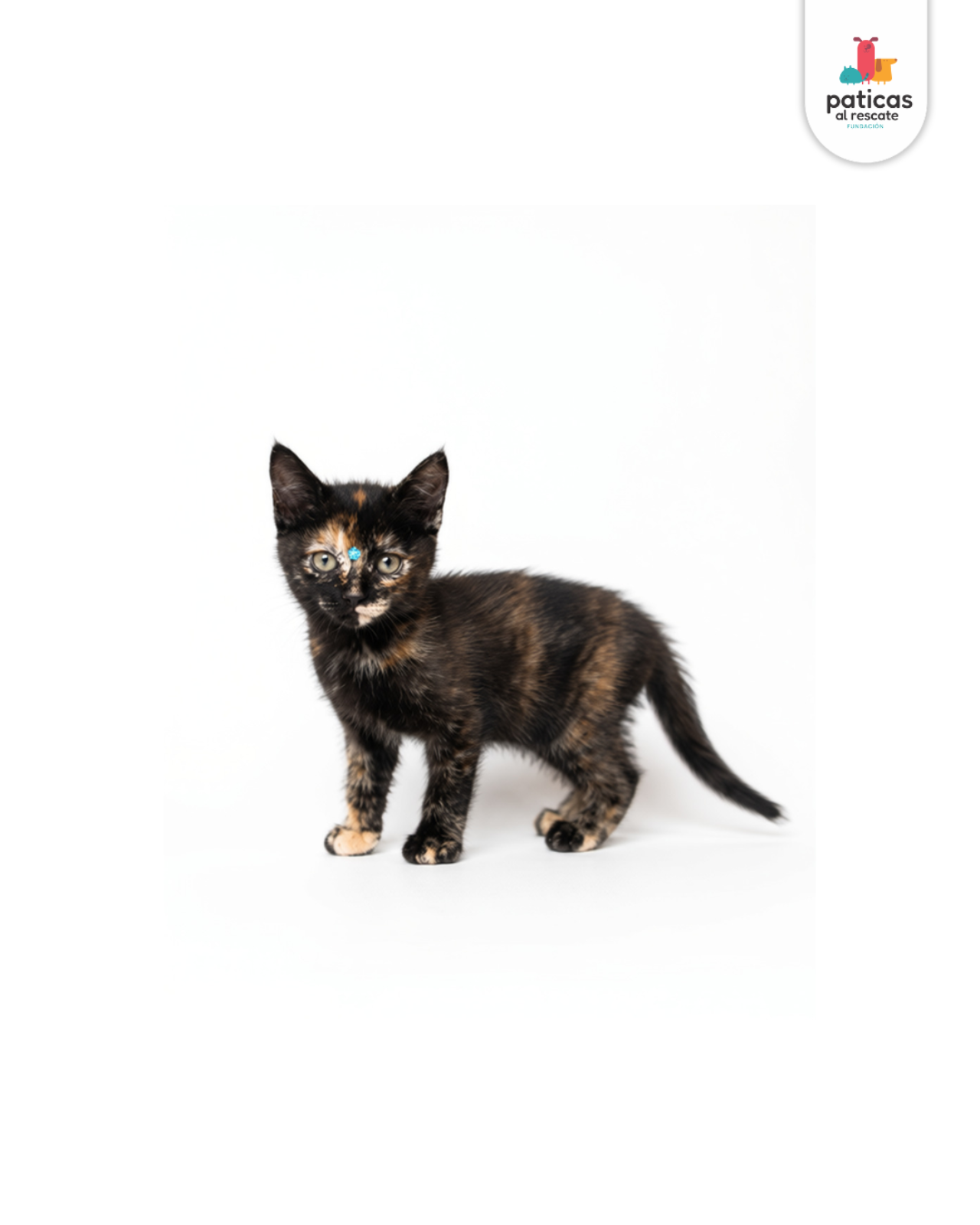 ADOPTA A MISSY_6