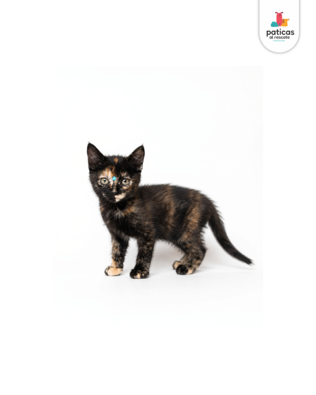 ADOPTA A MISSY_6