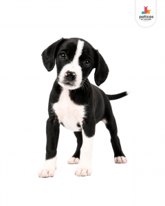 ADOPTA A POMODORO_5