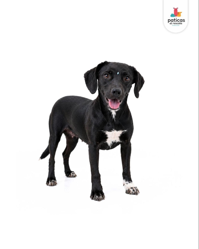 ADOPTA A AMATRICIANA_6