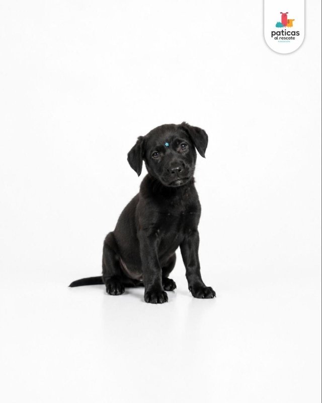 ADOPTA A ANTONIA_3