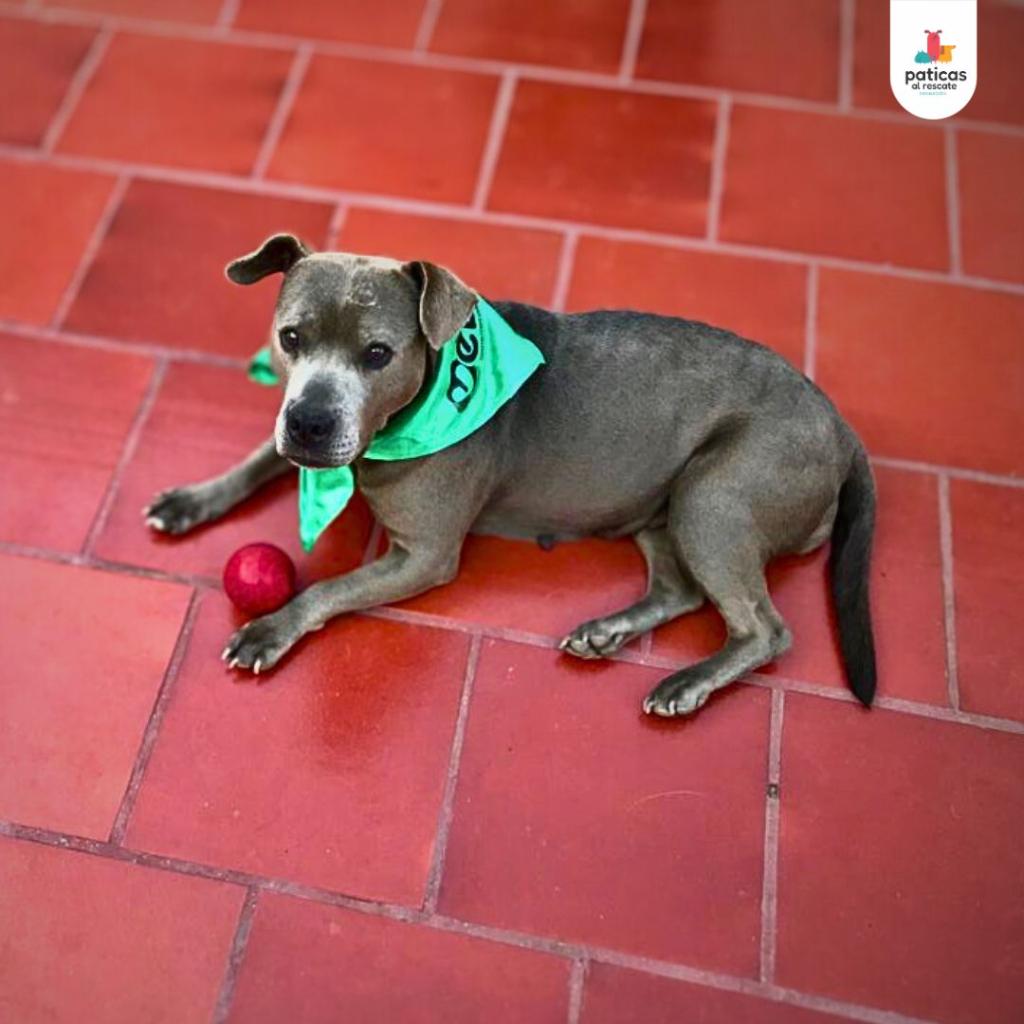 Adopta a Nina_7