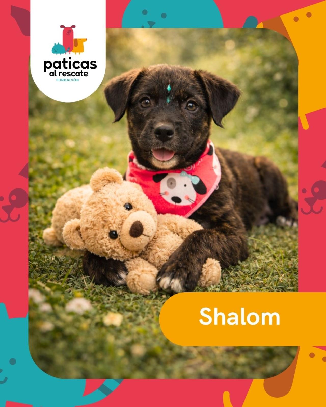 ADOPTA A SHALOM_1