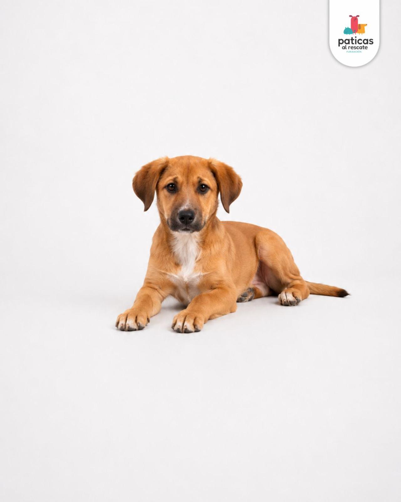 ADOPTA A PLATANITO_3