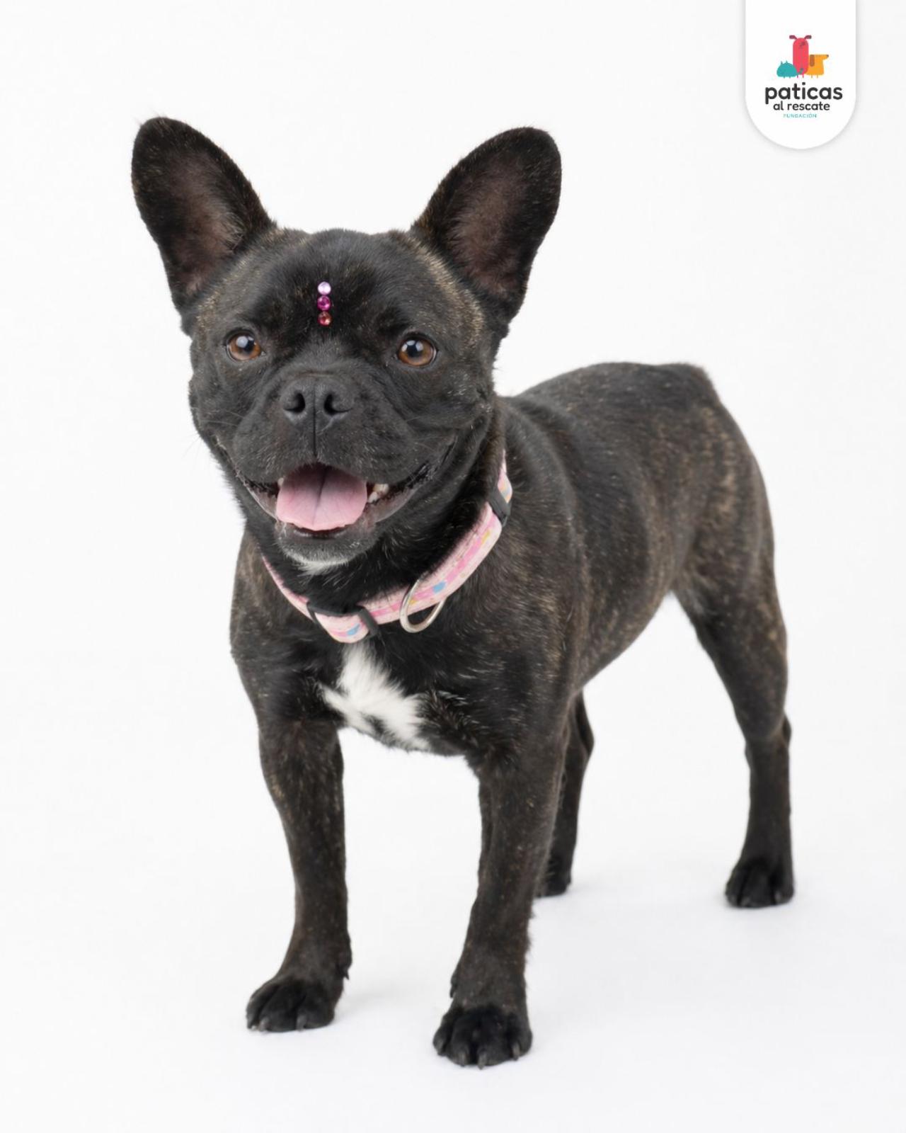 ADOPTA A LILA_2