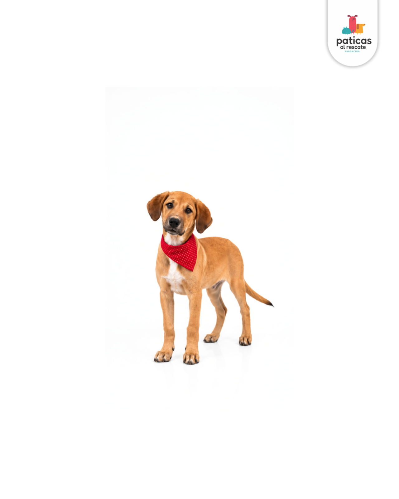 ADOPTA A SALOMÓN_3