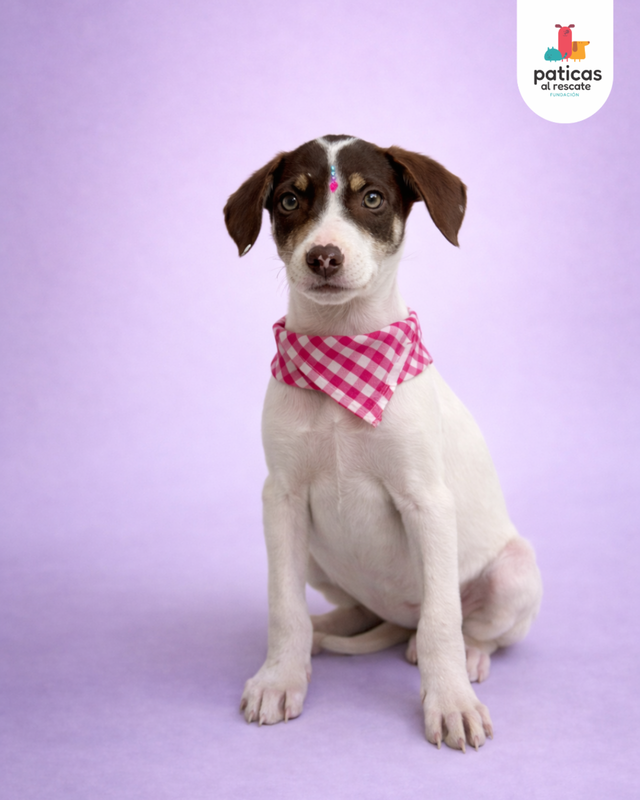 ADOPTA A MANZANILLA_2