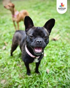Adopta a Lila_9