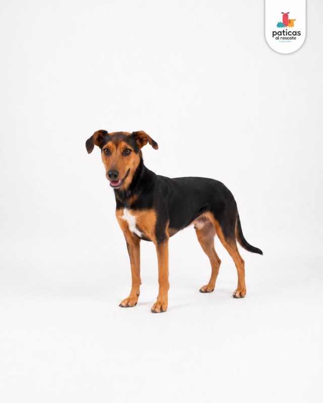 ADOPTA A FRIDA_6