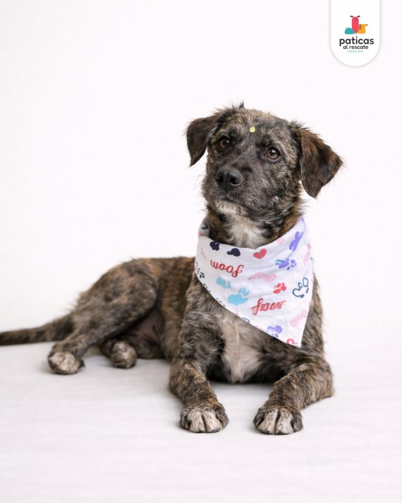 ADOPTA A PELUCHINA_4