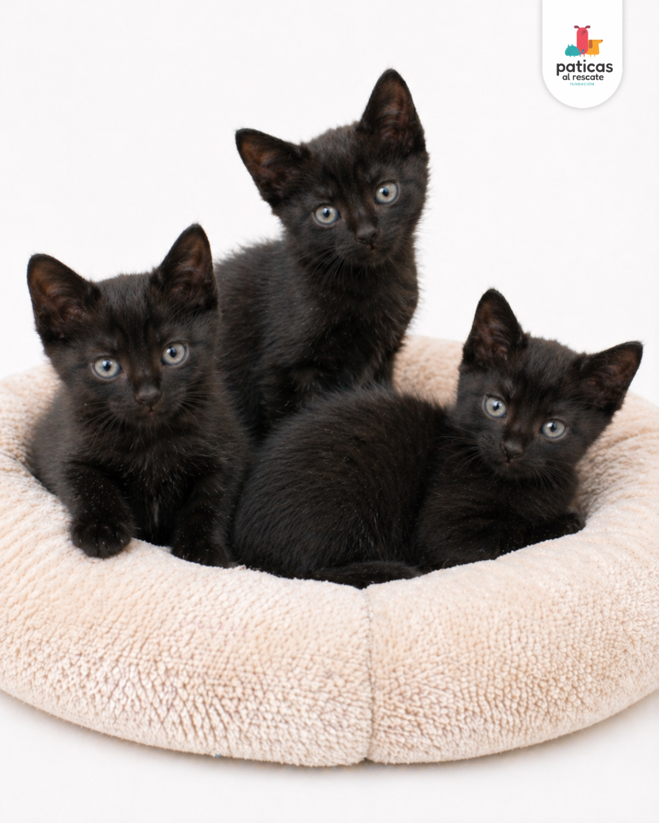 ADOPTA A LOS BOMBONCITOS_5