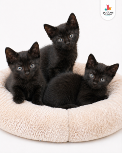 ADOPTA A LOS BOMBONCITOS_5