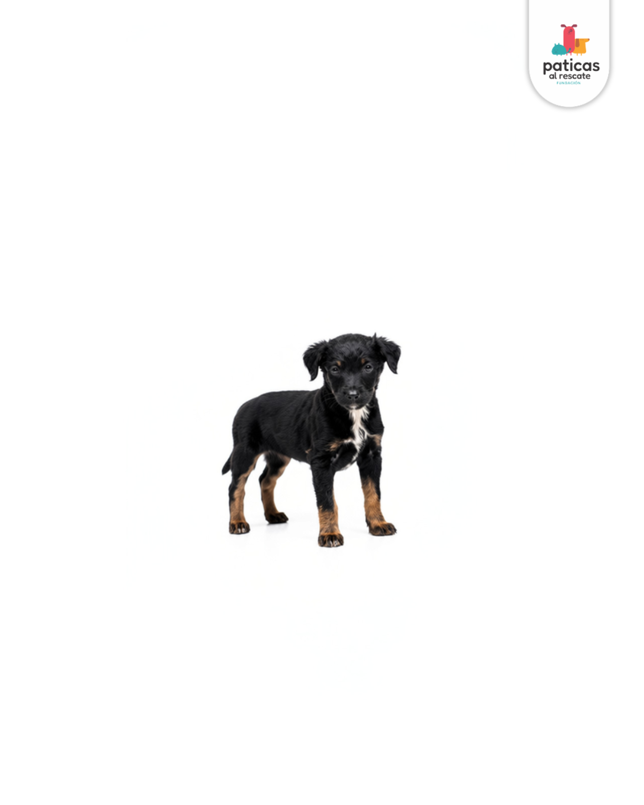 ADOPTA A BAMBÚ_4