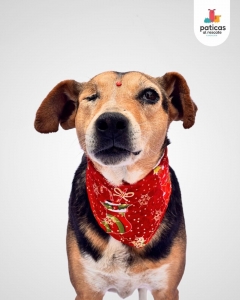 ADOPTA A DALILA_7