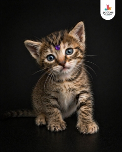 ADOPTA A MAR_4
