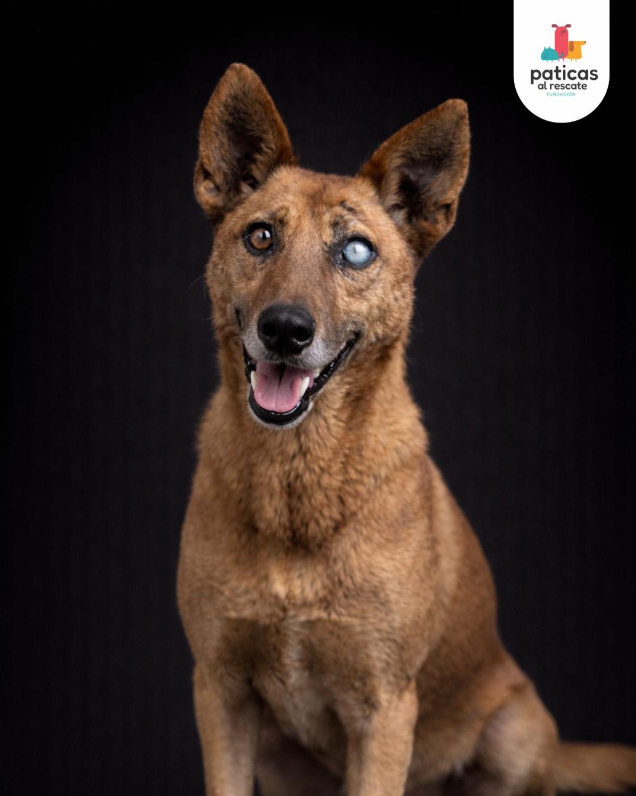 ADOPTA A HÉRCULES_5