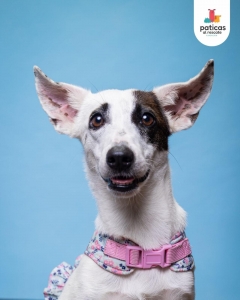ADOPTA A VALYRIA_8