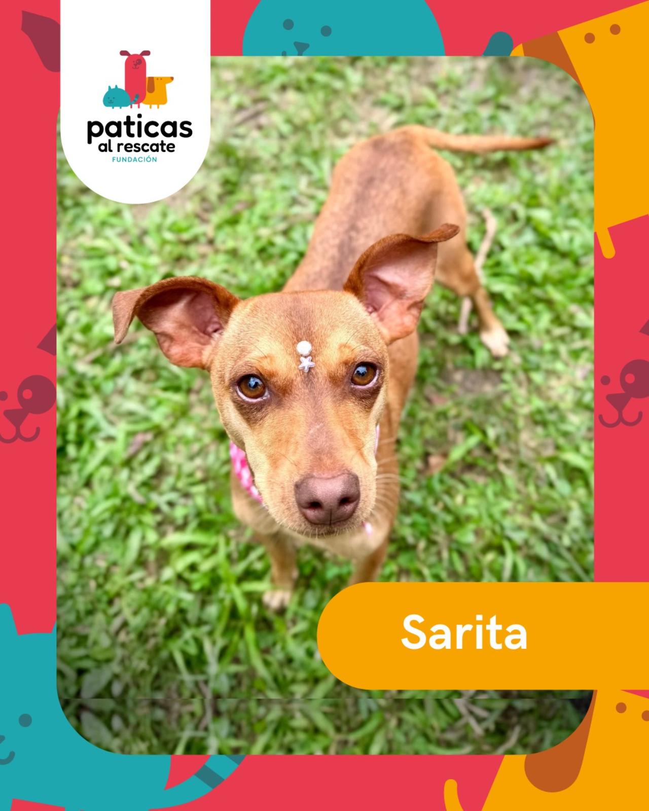 Adopta a Sarita - Paticas al Rescate